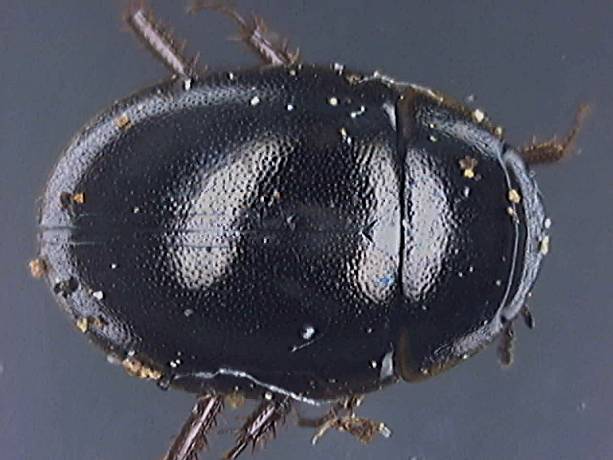 Chaetarthria seminulum